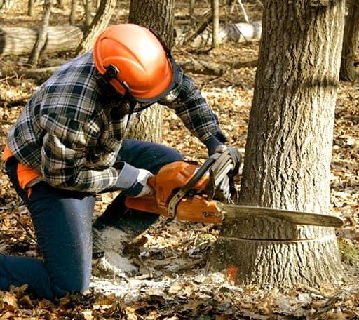 Tree Removal in O Kean, AR